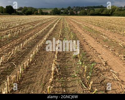 Landwirtschaftliche Landschaft, Ackerfeld mit Maisstoppeln im späten Nachmittagslicht mit Sturmwolken am Horizont Stockfoto