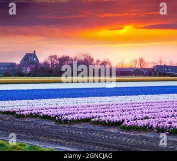 Felder blühender Hyazinthe blühen am Morgen. Farbenfroher Frühlingsaufgang in der Blumenfarm, Lisse Village Lage, Niederlande, Europa. Schönheit o Stockfoto