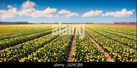 Erstaunliche Frühlingsszene mit Feldern blühender Tulpenblüten. Bunte Outdoor-Szene in Nethrlands, Lisse Village Location, Europa. Schönheit der Natur con Stockfoto