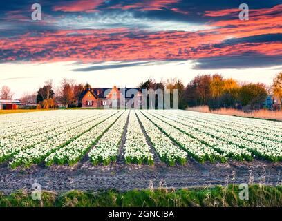 Felder blühender Narzissen blühen am Morgen. Farbenfroher Frühlingsaufgang in der Blumenfarm, Lisse Village Lage, Niederlande, Europa. Schönheit Stockfoto