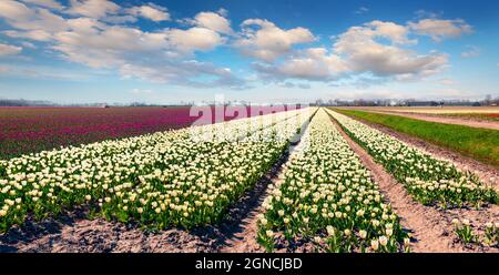 Erstaunliche Frühlingsszene mit Feldern blühender Tulpenblüten. Bunte Outdoor-Szene in Nethrlands, Lisse Village Location, Europa. Schönheit der Natur con Stockfoto