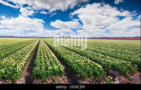 Erstaunliche Frühlingsszene mit Feldern blühender Tulpenblüten. Bunte Outdoor-Szene in Nethrlands, Lisse Village Location, Europa. Schönheit der Natur con Stockfoto