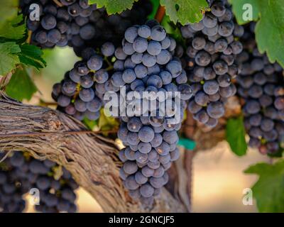 Ein Haufen roter Trauben auf der Rebe ist bereit für die Ernte. Napa Valley, Kalifornien. Stockfoto