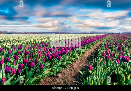 Erstaunliche Frühlingsszene mit Feldern blühender Tulpenblüten. Bunte Outdoor-Szene in Nethrlands, Lisse Village Location, Europa. Schönheit der Natur con Stockfoto