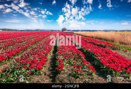 Sonnige Frühlingsszene mit Feldern blühender Tulpenblüten. Bunte Morgenansicht der Blumenfarm, Espel Dorf Lage, Niederlande, Europa. Beaut Stockfoto
