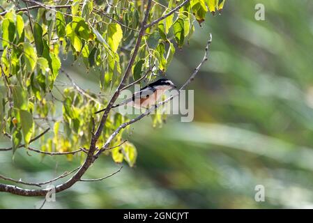 Männliche Rotrückenwürger (Lanius collurio) mit gelbem Besenhintergrund. Typische Würger. Der Maskenwürger ist eine Vogelart aus der Familie der Garnelen, L Stockfoto