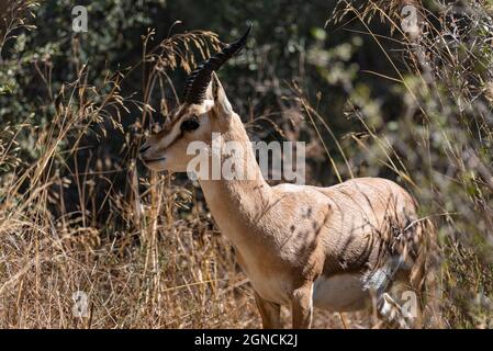 Eine männliche Berggazelle im Gazelle Valley Nationalpark, Jerusalem, Israel. Aufnahmedatum 11.09.2021 Stockfoto