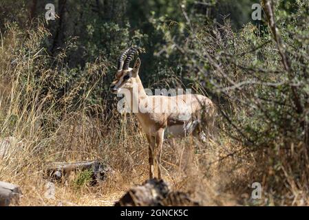 Eine männliche Berggazelle im Gazelle Valley Nationalpark, Jerusalem, Israel. Aufnahmedatum 11.09.2021 Stockfoto