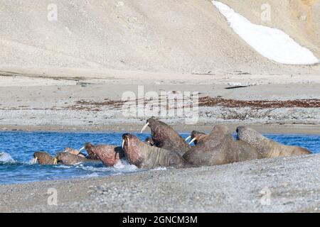 Walrossgruppe, die am Ufer des arktischen Meeres ruht. Stockfoto