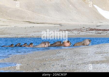 Walrossgruppe, die am Ufer des arktischen Meeres ruht. Stockfoto