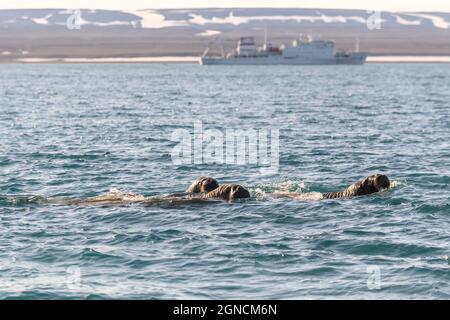 Gruppe von Walrosswälderinnen, die am arktischen Meer mit einem Kreuzfahrt-Schiff im Hintergrund schwimmen. Stockfoto