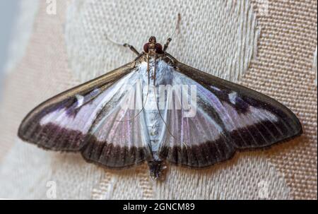 Kästchenmotte Cydalima Perspectalis Stockfoto