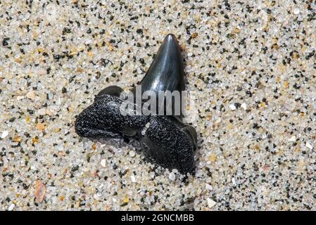 Versteinerte Eozähnezahn am Sandstrand entlang der Nordseeküste Stockfoto