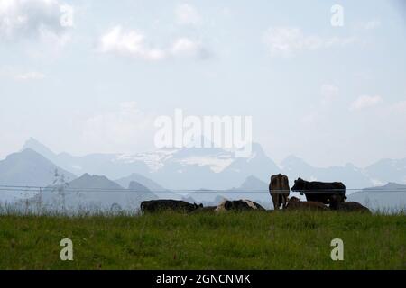 Herde von Kühen, die in großer Höhe auf einer alpinwiese grasen. Im Hintergrund sind die Alp-Berge zu sehen. Region hoch Ybrig im Kanton Schwyz in der Schweiz. Stockfoto