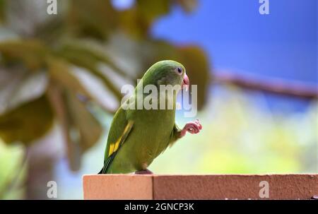 Periquitos no Brasil Stockfoto