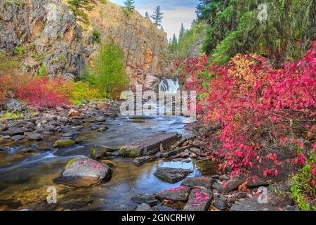 Herbstfarben entlang des Tenderfoot Creek in der Nähe von weißen Schwefelquellen, montana Stockfoto