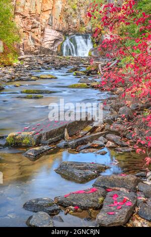 Herbstfarben entlang des Tenderfoot Creek in der Nähe von weißen Schwefelquellen, montana Stockfoto