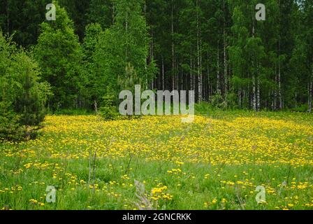 Waldelonenfeld im Birkenwald in Ostfinnland Stockfoto