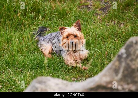 yorkshire Terrier sitzt auf dem Gras Stockfoto