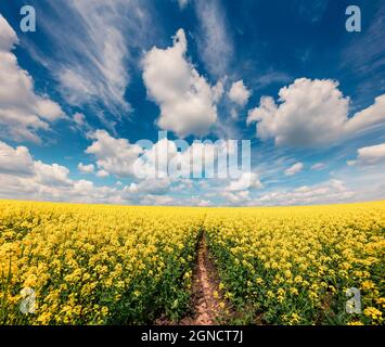 Sonnige Frühlingsansicht des Feldes der blühenden Colza. Malerische Morgenlandschaft auf dem Land. Schönheit der Natur Konzept Hintergrund. Stockfoto