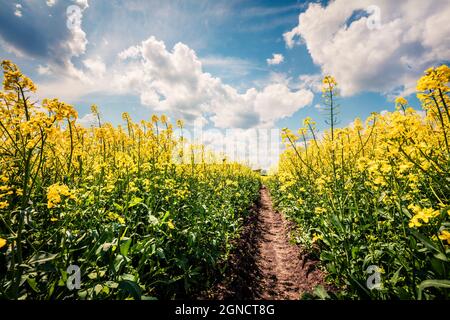 Sonnige Frühlingsansicht des Feldes der blühenden Colza. Malerische Morgenlandschaft auf dem Land. Schönheit der Natur Konzept Hintergrund. Stockfoto