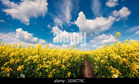 Sonnige Frühlingsansicht des Feldes der blühenden Colza. Malerische Morgenlandschaft auf dem Land. Schönheit der Natur Konzept Hintergrund. Stockfoto