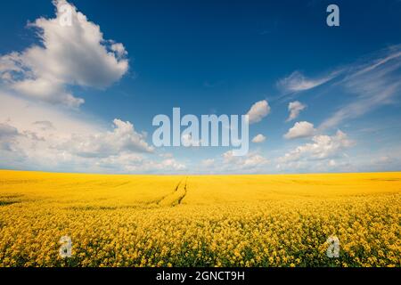 Sonnige Frühlingsansicht des Feldes der blühenden Colza. Malerische Morgenlandschaft auf dem Land. Schönheit der Natur Konzept Hintergrund. Stockfoto