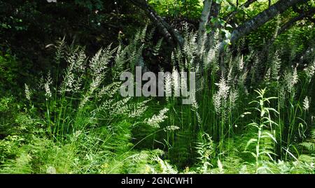 Grasfeld unter Birken in Ostfinnland Stockfoto