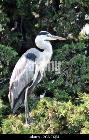 Ein grauer Reiher sitzt in der Krone eines Nadelbaums und ruht. Vogel Stockfoto