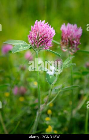 Rosa Kleeblatt Blume wächst auf einer Wiese Stockfoto