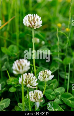 Weiße Kleeblatt Blume wächst auf einer Wiese Stockfoto