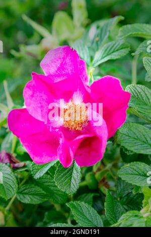 Rote Hunderose wächst wild in der Hecke Stockfoto