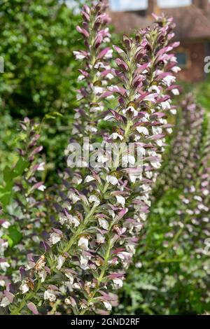 Seetauchpalme (Acanthus mollis) blüht Stockfoto