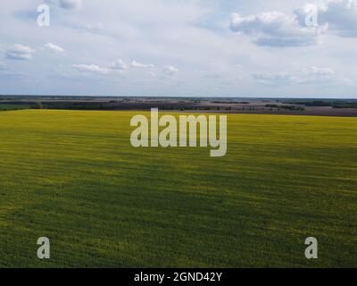 Malerisches Rapsfeld unter dem blauen Himmel. Ackerland bedeckt mit blühendem Raps, Luftaufnahme. Stockfoto