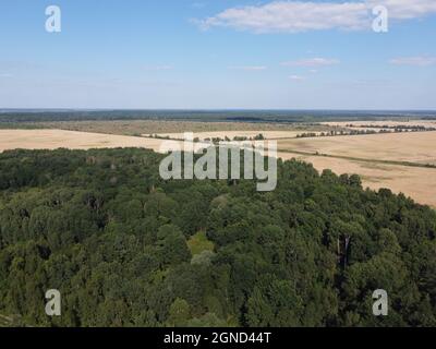 Dichter grüner Wald unter blauem Himmel, sonniges Sommerwetter. Landschaft. Stockfoto