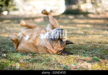 Ein glücklicher Shepherd Mischlingshund rollt auf dem Rücken im Gras Stockfoto