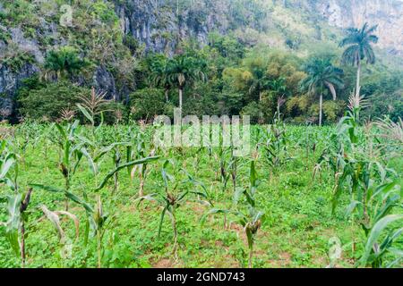 Maisfeld im Guasasa-Tal bei Vinales, Kuba Stockfoto