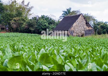 Tabakfeld und Trockenhaus in der Nähe von Vinales, Kuba Stockfoto