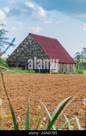 Tabakfeld und Trockenhaus in der Nähe von Vinales, Kuba Stockfoto