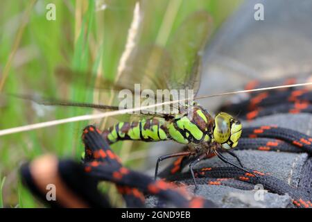 Eine Erwachsene weibliche Southern Hawker Libelle (Aeshna cyanea), die auf meinem Stiefel ruht Stockfoto