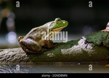 Amerikanischer Bullfrog (Lithobates catesbeianus) - Pisgah National Forest, Brevard, North Carolina, USA Stockfoto