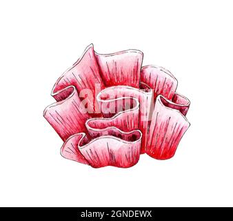 Aquarell-Illustration von rosa welligen Korallen. Leben im Meer. Korallenriff, Insel. Kolonien von Polypen. Isoliert auf weißem Hintergrund. Von Hand gezeichnet. Stockfoto