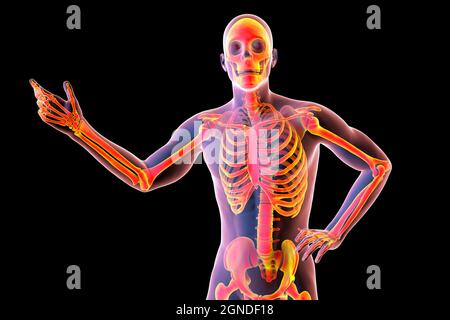 Menschliche Anatomie, Abbildung Stockfoto