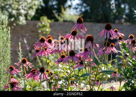 Pink Echinacea im historischen, von Mauern umgebenen Eastcote House-Garten im Stadtteil Hillingdon, London, Großbritannien. Fotografiert an einem sonnigen Herbsttag. Stockfoto