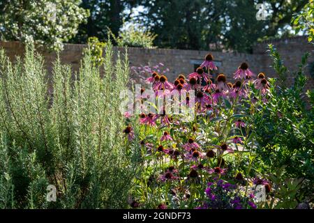 Pink Echinacea im historischen, von Mauern umgebenen Eastcote House-Garten im Stadtteil Hillingdon, London, Großbritannien. Fotografiert an einem sonnigen Herbsttag. Stockfoto