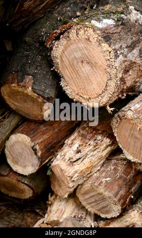 Gestapelte Protokolle in Nahaufnahme Stockfoto