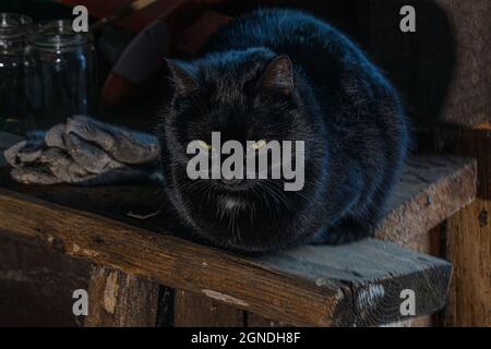 Schwarze Katze mit gelben Augen sitzt auf einer Holzbank in einem rustikalen Schrank Stockfoto