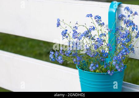 Teilweise verschwommene, zarte Blüten auf einer rustikalen Holzoberfläche. Ein Strauß Vergiss-mich-nicht auf den alten Brettern. Speicherplatz kopieren Stockfoto