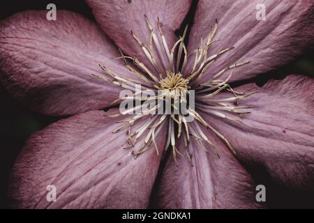 Nahaufnahme einer vollständig blühenden purpurnen Clematis-Blume in einem Garten Stockfoto
