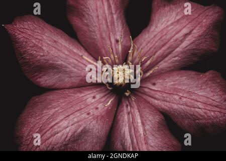 Nahaufnahme einer vollständig blühenden purpurnen Clematis-Blume in einem Garten Stockfoto